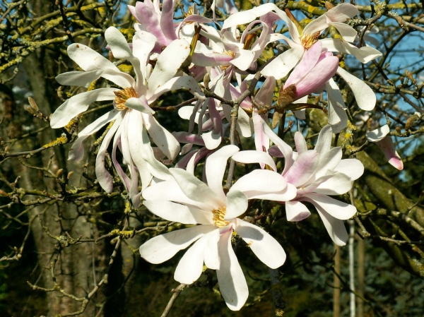 Floraison printanière (1)